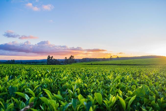 Southern Africa Trade and Connectivity Project (SATCP)